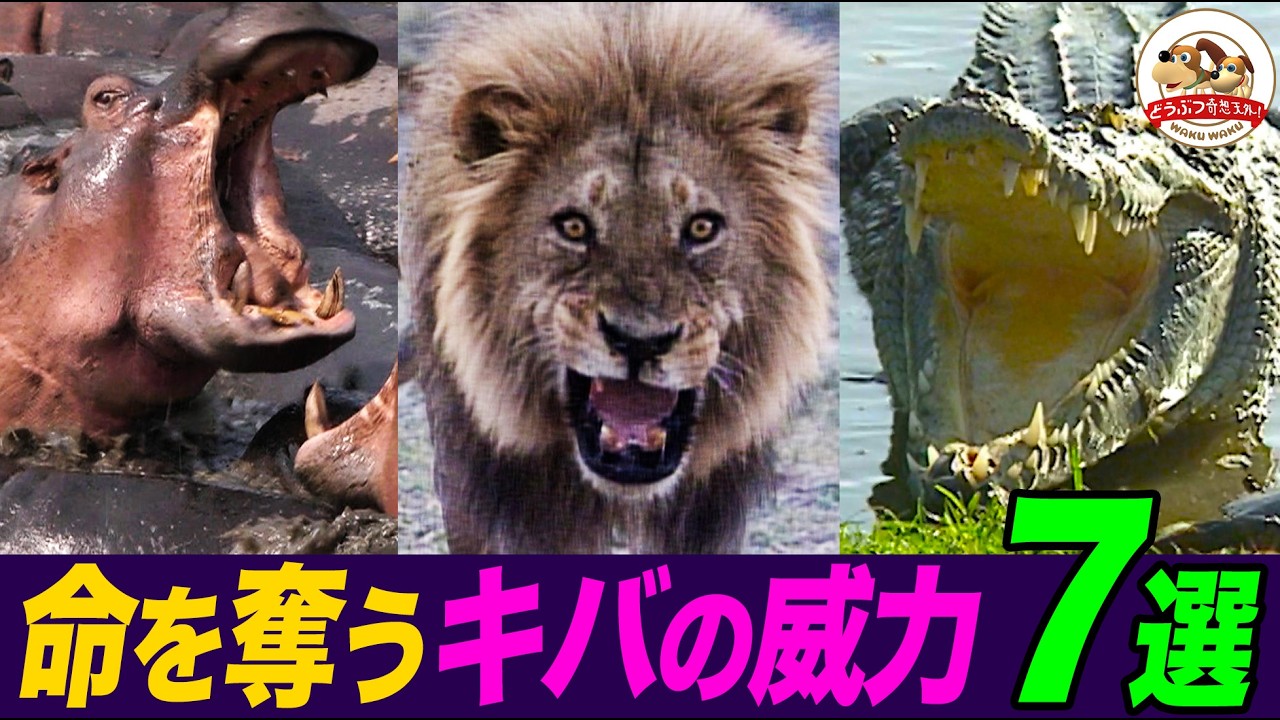 超危険​生物の激しいバトルや捕食の瞬間！ホッキョクグマVSセイウチ、ライオンVSアフリカゾウ…​牙の威力がスゴイ！珠玉の7選【どうぶつ奇想天外／WAKUWAKU】