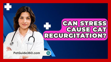 Can Stress Cause Cat Regurgitation? - PetGuide360.com