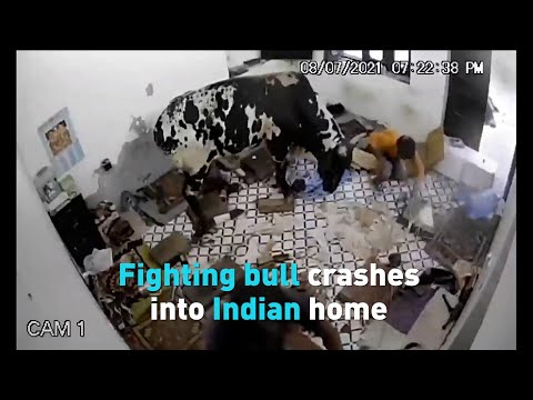 Watch this fighting bull crash into a house and injure 4 in India