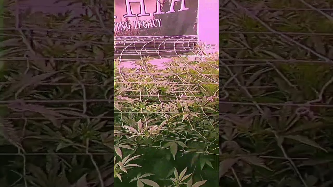 living soil grown cannabis 1st week of flip