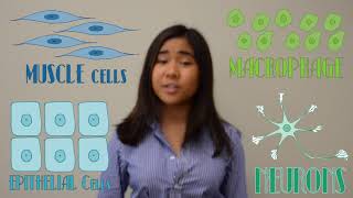 Breakthrough Junior Challenge - Stem Cell Differentiation