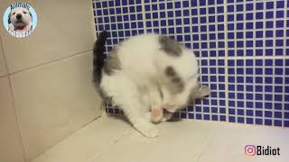 Actually a cat  can ignore gravity 😂