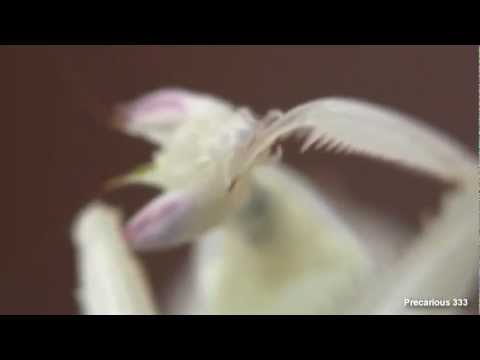 Orchid Mantis eats fly