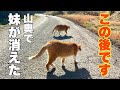 妹の泣き声に兄猫が走った!叫びながら助けに行く姿に、胸が熱くなった