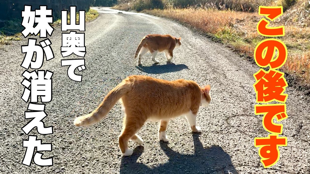 Cats living in a mountain village in Japan. - YouTube