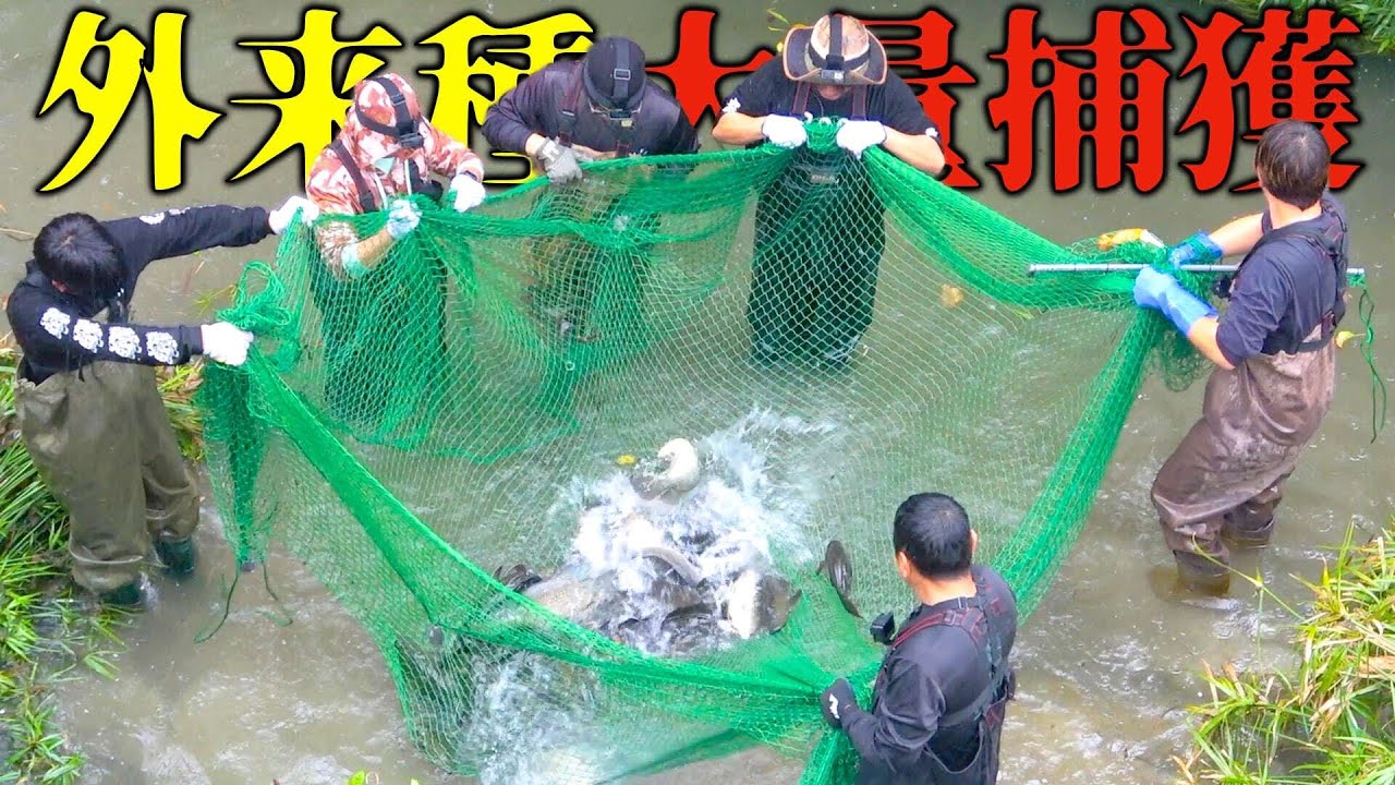 【衝撃映像】川を封鎖し、異常繁殖した外来種を完全包囲！大量捕獲に成功