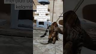 kucing bengal kawin gue jadi sultan mendadak  || Ciri-ciri kucing berhasil kawin 🐱🐱 #shorts #kucing