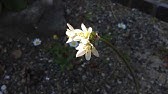 ハナニラ 花韮 の花を観賞 Spring Star 21年3月9日撮影 Youtube ハナニラ 花韮 の花を観賞 Spring Star 21年3月9日撮影 Youtube