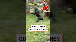 Gorillas Hate Water More Than You Think