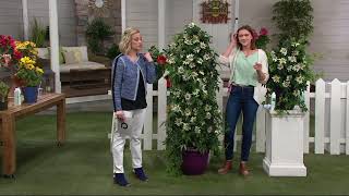 Robertas 4 - Piece Climbing Hardy Passion Flower On Qvc