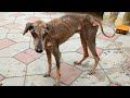 Incredible makeover of a mange-suffering street dog who was rescued.