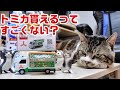 【リキちゃんと一緒】非売品のトミカが可愛い❤カルピス買って『三ツ矢フルーツパンチカー』GETしたよ