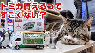 【リキちゃんと一緒】非売品のトミカが可愛い❤カルピス買って『三ツ矢フルーツパンチカー』GETしたよ