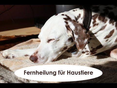 Video: Welche Tiere Heilen Menschen - Alternative Ansicht