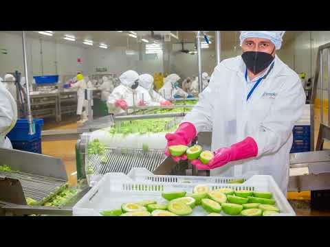 PALTA FRESCA - AGROINDUSTRIA FRUTOS DE ORO SAC
