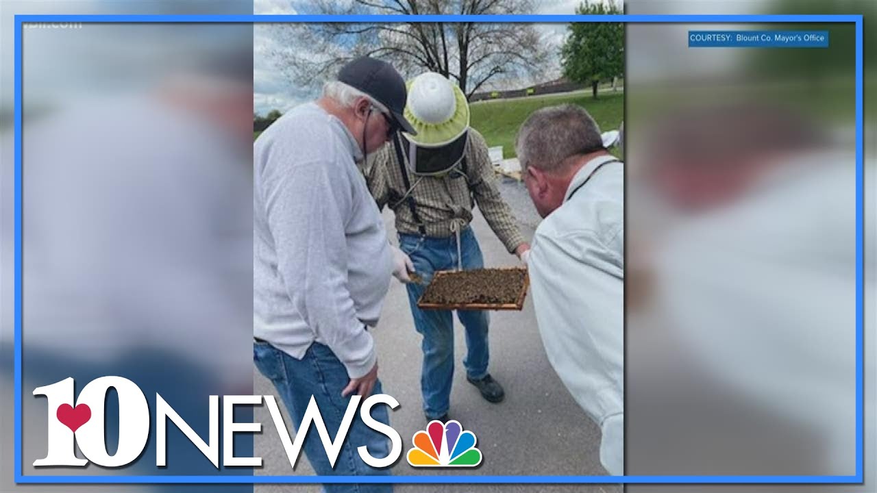 How to protect the bees in your backyard