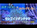 【イソギン】サンゴイソギンチャクを泳ぎ過ぎのカクレクマノミのために導入～50日間の記録【カクレクマノミ】