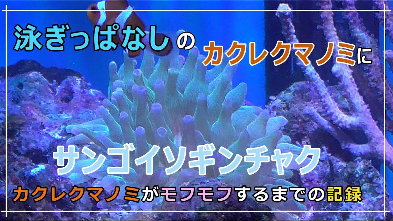 海水魚 サンゴイソギンチャクを泳ぎ過ぎのカクレクマノミのために導入 50日間の記録 イソギンチャク Youtube