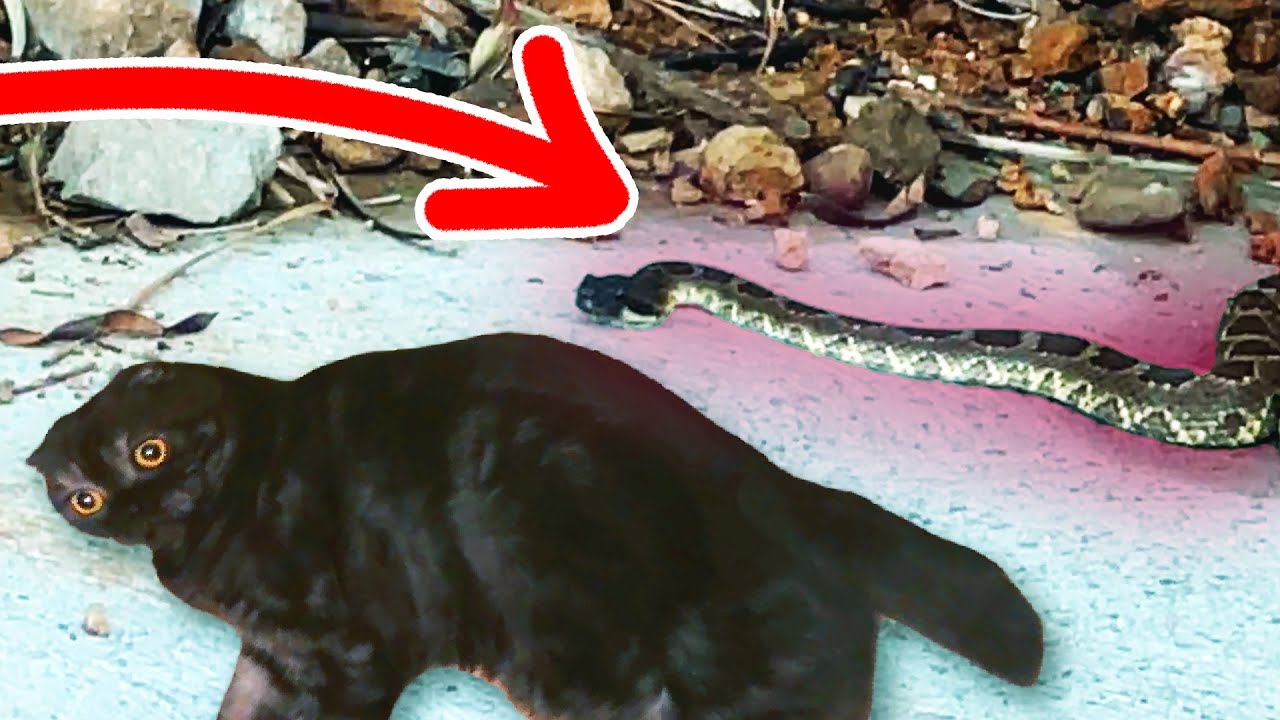 a rattlesnake almost ate my cat...