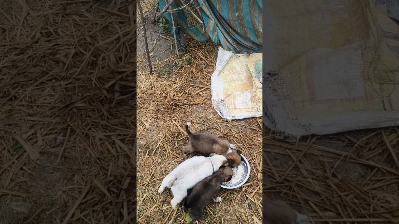 cute puppies adorable video 