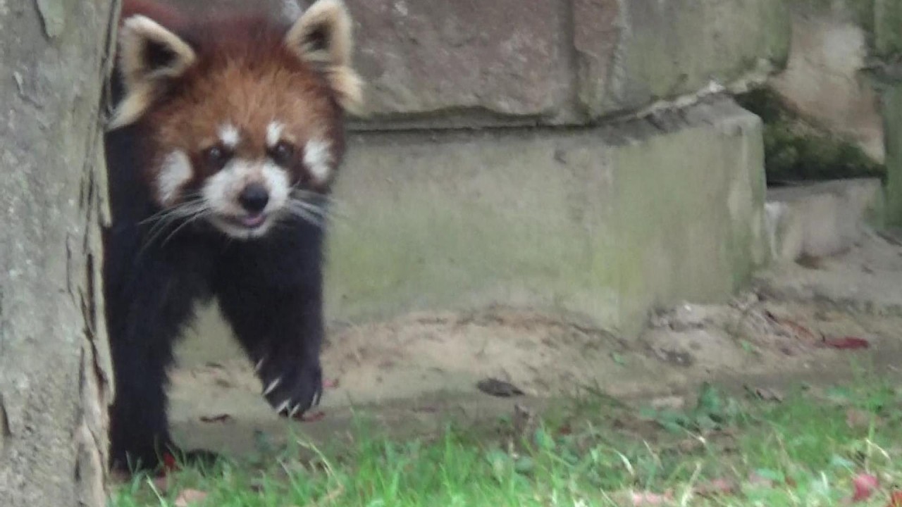 レッサーパンダ（収穫中〜❣️） レッサーパンダ可愛い♥ Cute red panda #363【Cute animal videos