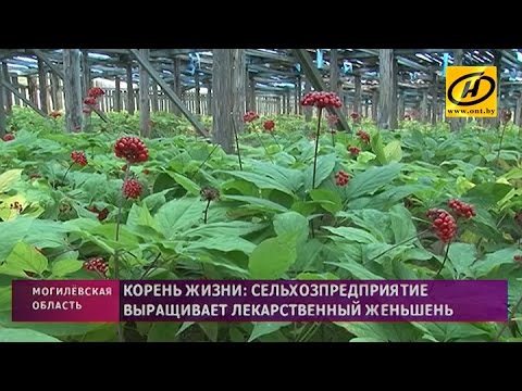 Видео: Полезен ли женьшень для вас: выращивание женьшеня как лекарственного растения