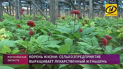 В хозяйстве под Могилёвом выращивают женьшень