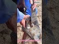 Satisfying Horse Hoof Trimming Secrets🌾