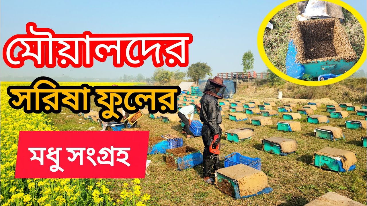মৌয়ালদের  সরিষা ফুলের খাঁটি মধু সংগ্রহ | বিক্রি বিজ্ঞপ্তি | ওমর | বাচ্চু মোল্লা | 