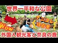 外国人観光客が楽しむ奈良公園 平和でマッタリしたナニコレ珍百景 | nara park japan,