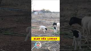 Borregos dorper e suas mães