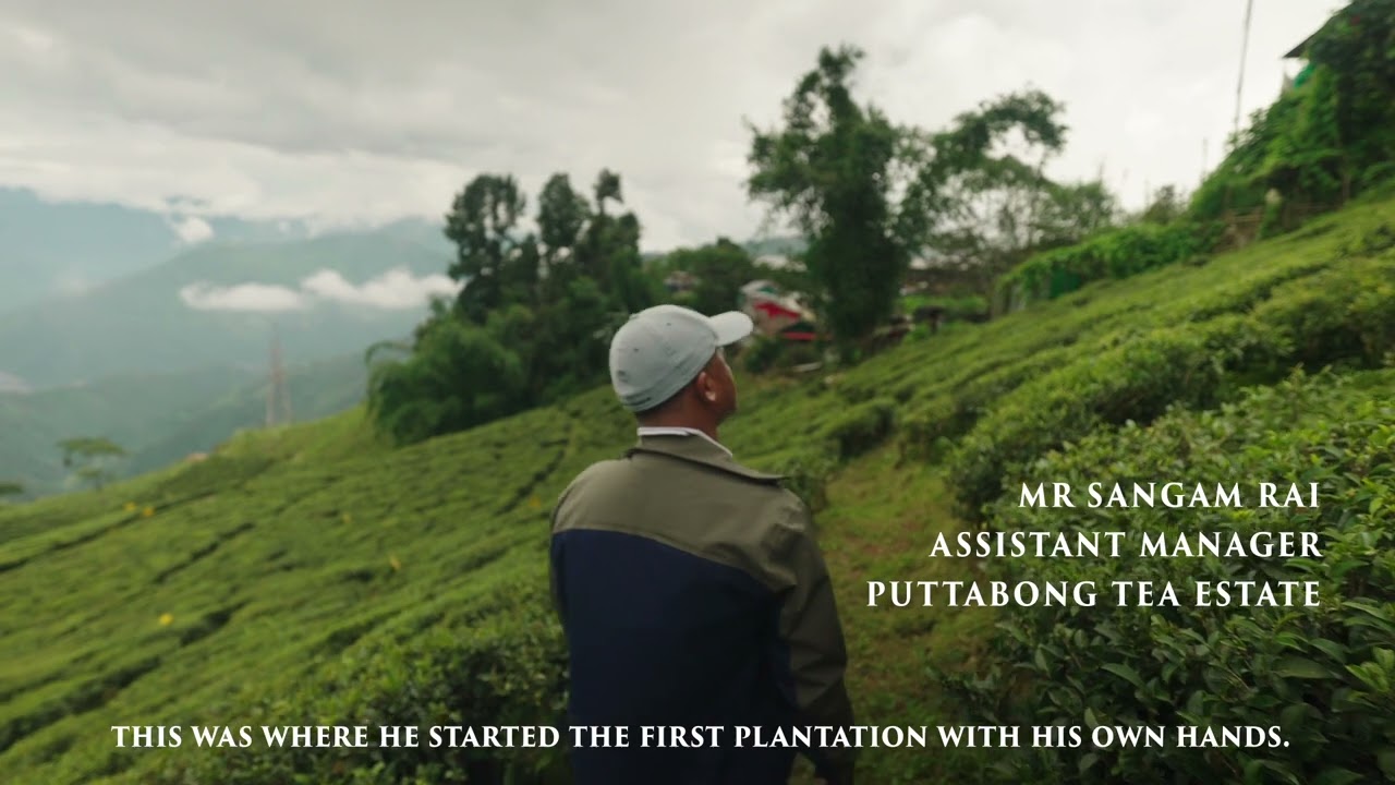 The First Darjeeling Tea Plantation | None Before Us!