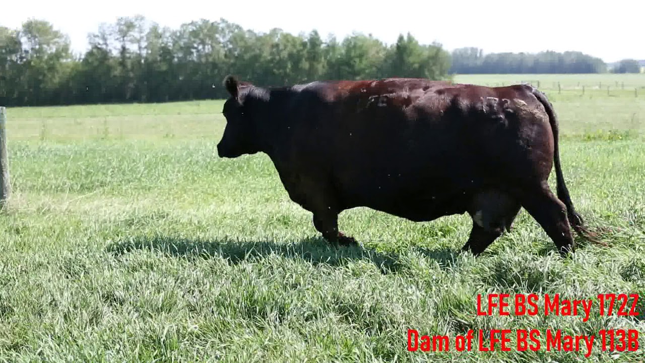 LFE BS Mary 172Z Dam to lot 2 in the Cobra Event