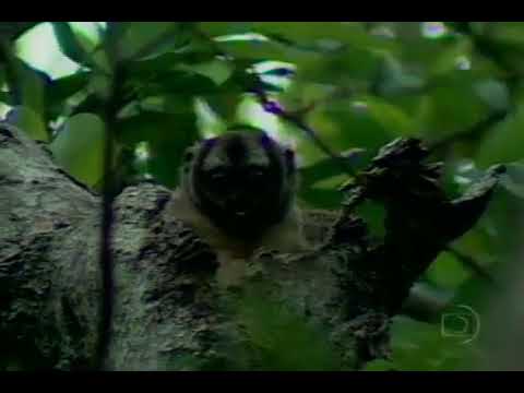 ABC Da Amazônia - Macaco da Noite