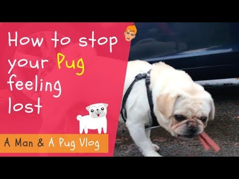 How regularity keeps your pug from feeling disoriented and lost. [+video]