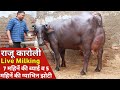 राजू कारोली Live Milking, Empty Time (Evening) at Rewari