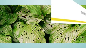 What Is Integrated Pest Management?