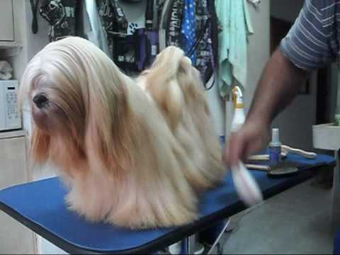 Grooming De Mantenimiento Lhasa Apso You Grooming De Mantenimiento Lhasa Apso