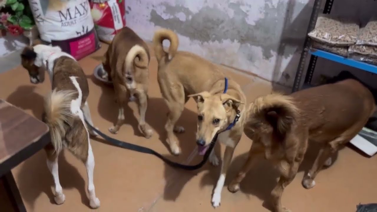 Rocky Chinna spotty angry 4 Indian dog  Breed on hostel