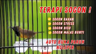 Sogon Malas Bunyi Langsung Gacor ‼️ Putar Pancingan Dijamin Ampuh