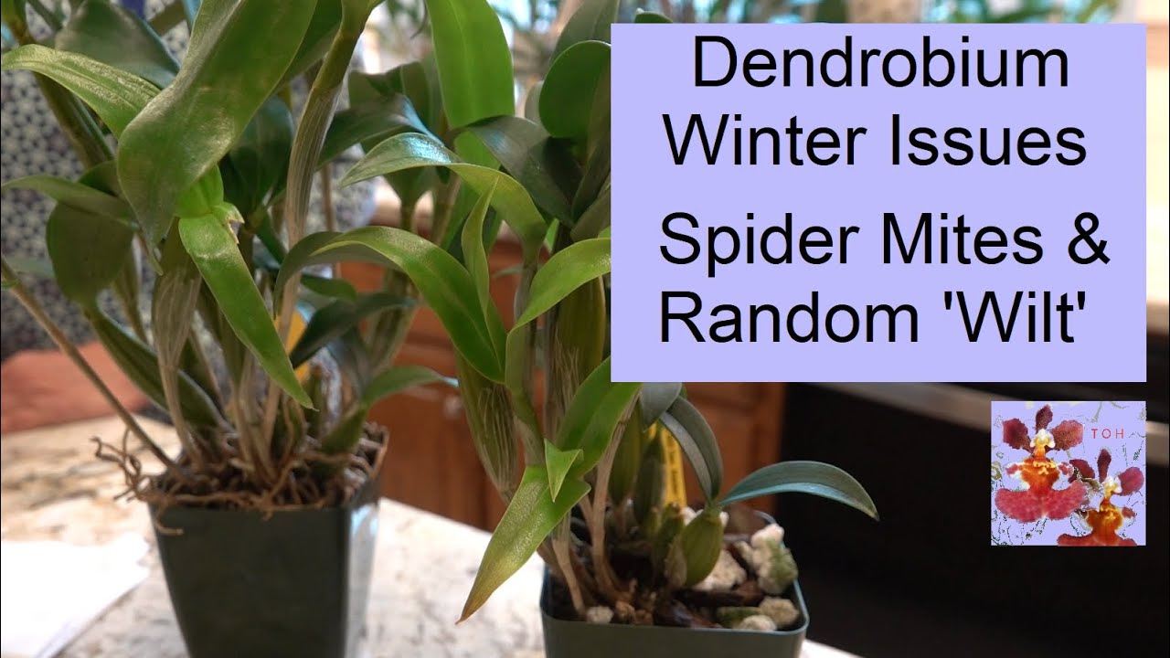 Dendrobium Orchid Issues | Winter Spider Mites & Random Dendrobium 'Wilt' | Trash or Treatment?
