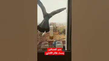 صاحب القناة ليس له علاقة بالفيديو اللعنة على صاحب الكناري شاهد بوعمار يفترس طائر الكناري 