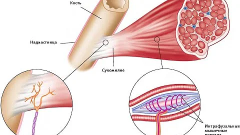 Четыре причины мышечной слабости