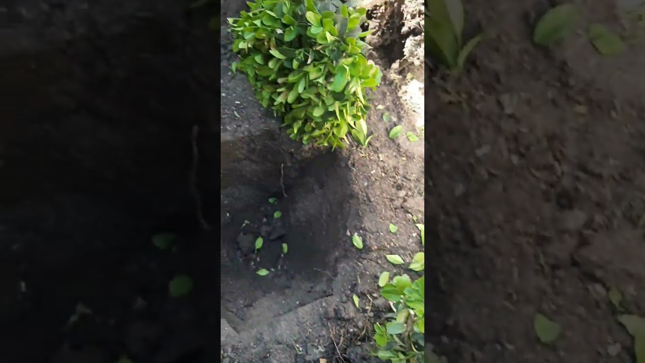 Посадка живой изгороди из шариков самшита.