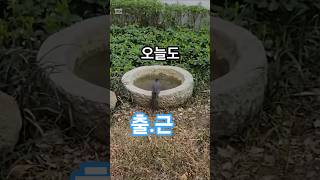 오늘도출근ㅋ직박구리ㅋ#새 #아파트 #도시자연