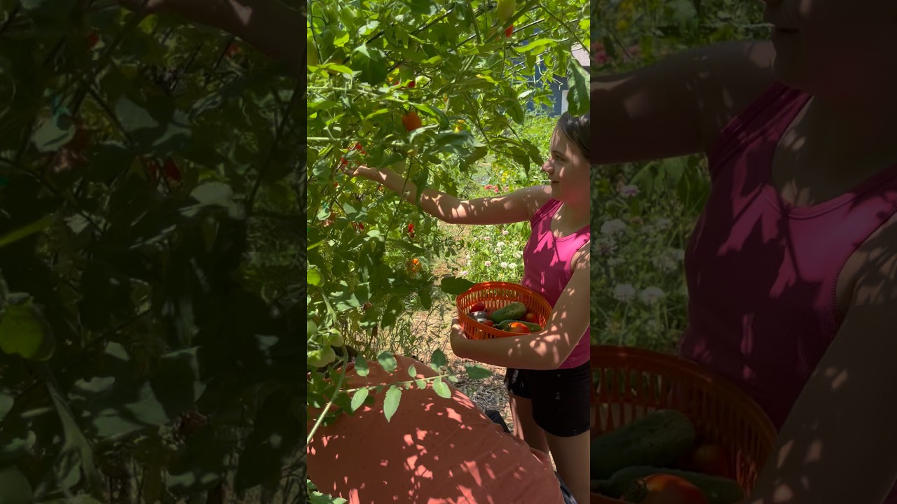 Uploads from From Seed to Spoon Garden Planning App