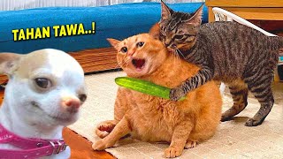NGAKAK  11 Menit video kucing lucu banget bikin ngakak sampe sakit perut ~ Kucing Lucu Tik tok