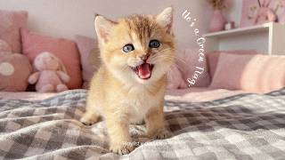 Playlist 💚 Green Flags Only | Upbeat Chill Pop for a Healthy Crush screenshot 5