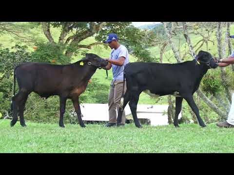 LOTE 37 - 7890  7891   2º LEILÃO NS