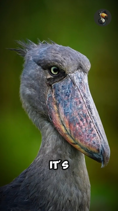This bird breaks its wings on seeing a human 😱Shoebill Bird Facts #facts #animals #wildlife